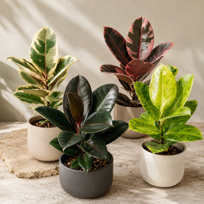 Ficus Elastica Mix — Kit 4 Variedades Burgundy Tineke Ruby
