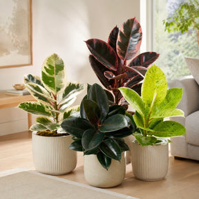 Ficus Elastica Mix — Kit 4 Variedades Burgundy Tineke Ruby