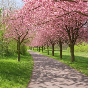 Muda de Cerejeira com Flores Rosas – Beleza Romântica e Decorativa
