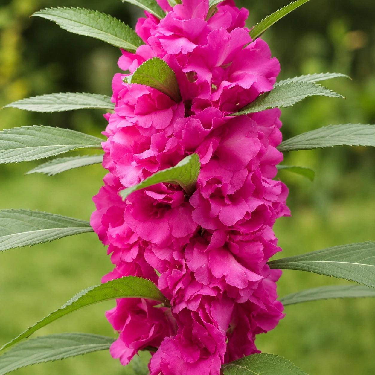 Beijo-de-Frade Dobrado – 400 Sementes de Impatiens Flor de Camélia