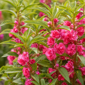 Beijo-de-Frade Dobrado – 400 Sementes de Impatiens Flor de Camélia