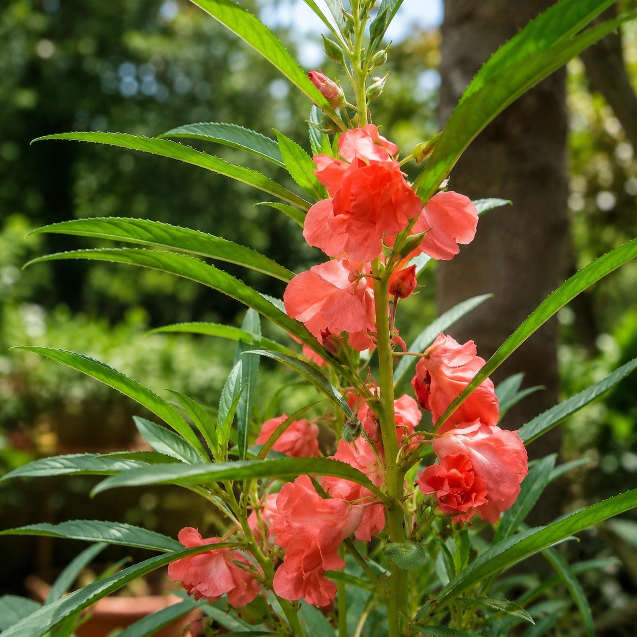 Beijo-de-Frade Dobrado – 400 Sementes de Impatiens Flor de Camélia
