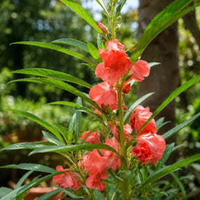 Beijo-de-Frade Dobrado – 400 Sementes de Impatiens Flor de Camélia