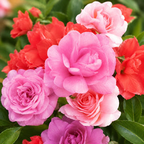 Beijo-de-Frade Dobrado – 400 Sementes de Impatiens Flor de Camélia