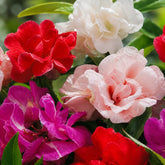 Beijo-de-Frade Dobrado – 400 Sementes de Impatiens Flor de Camélia