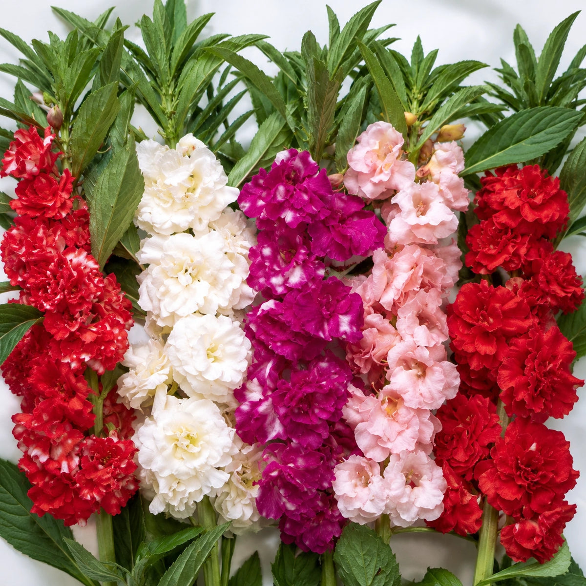 Beijo-de-Frade Dobrado – 400 Sementes de Impatiens Flor de Camélia