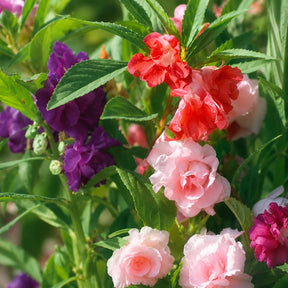 Beijo-de-Frade Dobrado – 400 Sementes de Impatiens Flor de Camélia