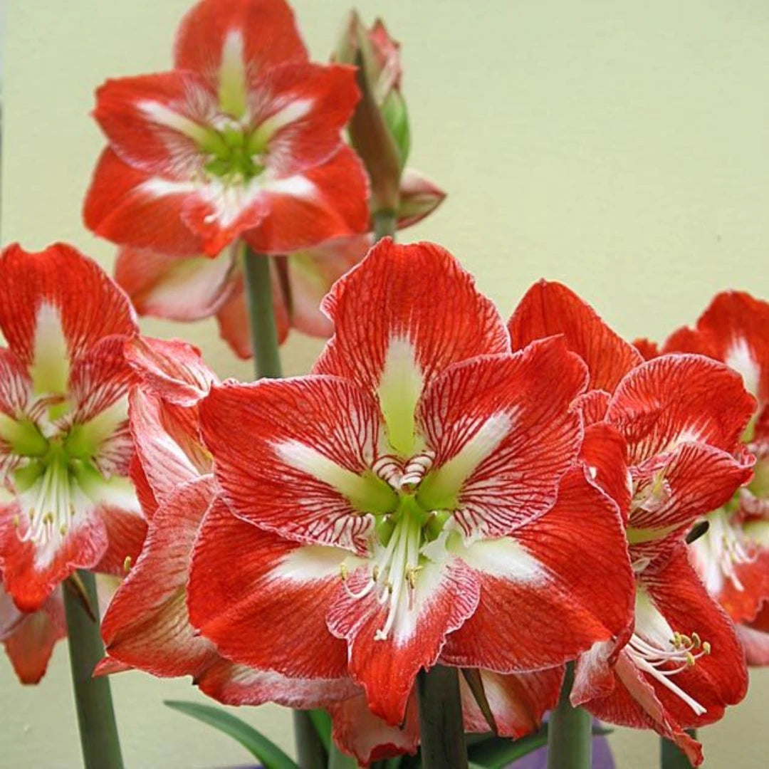 Bulbos de Amarílis — Floração em 35 Dias 8 Variedades
