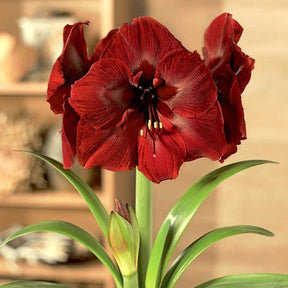 Bulbos de Amarílis — Floração em 35 Dias 8 Variedades
