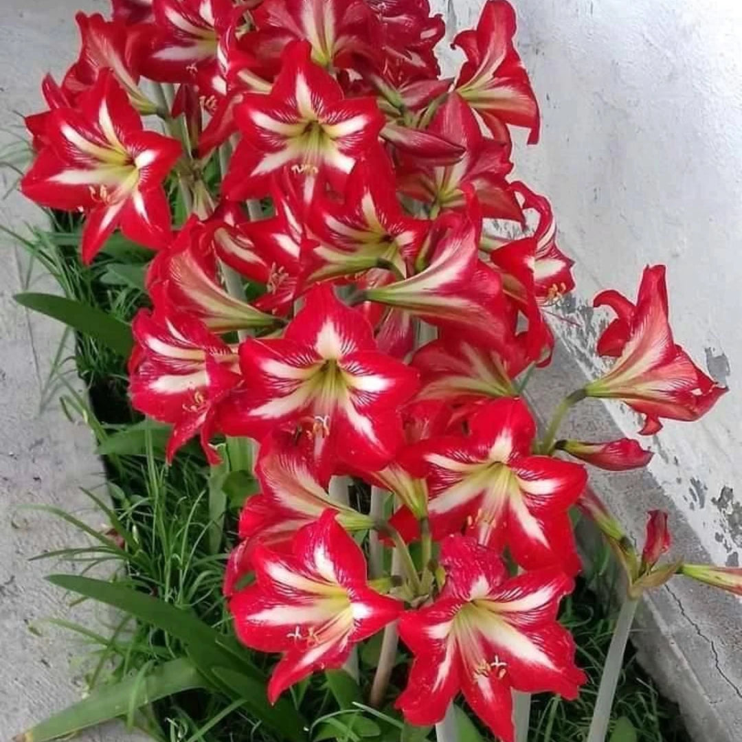 Bulbos de Amarílis — Floração em 35 Dias 8 Variedades