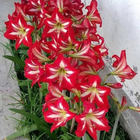 Bulbos de Amarílis — Floração em 35 Dias 8 Variedades