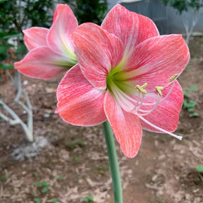 Bulbos de Amarílis — Floração em 35 Dias 8 Variedades