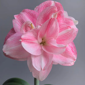 Bulbos de Amarílis — Floração em 35 Dias 8 Variedades
