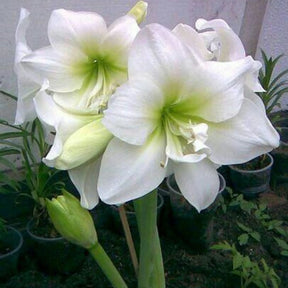 Bulbos de Amarílis — Floração em 35 Dias 8 Variedades