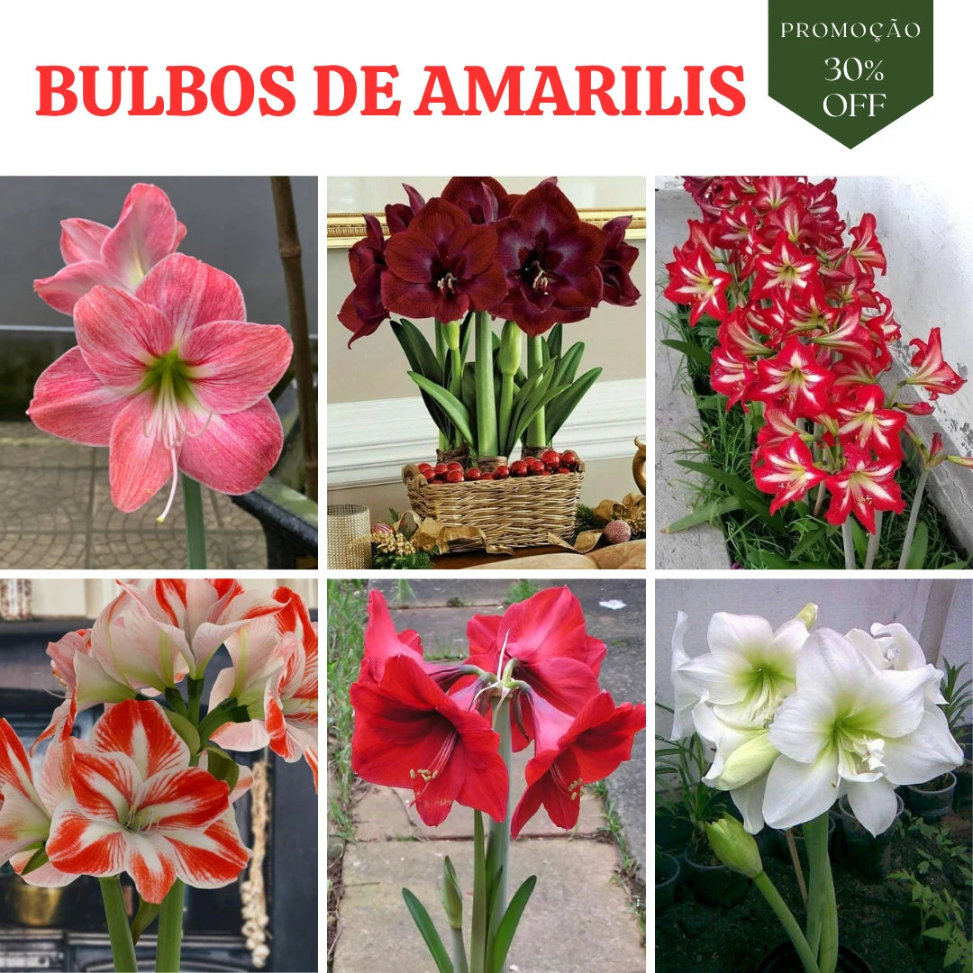 Bulbo de planta amarilis em varias cores para jardim e vasos