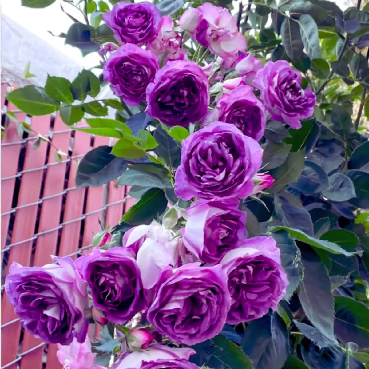 Sementes Selecionadas De Rosas Trepadeiras Com Cores Variadas 300 unidades