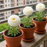 Flor Onze Horas Branca Tripla – 100 Sementes com Alta Germinação