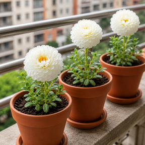 Flor Onze Horas Branca Tripla – 100 Sementes com Alta Germinação