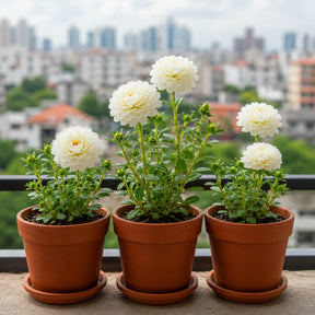 Flor Onze Horas Branca Tripla – 100 Sementes com Alta Germinação