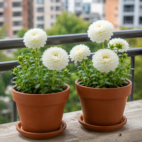 Flor Onze Horas Branca Tripla – 100 Sementes com Alta Germinação