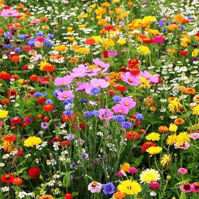 Sementes Sortidas de Flores – Mix com 18 Espécies