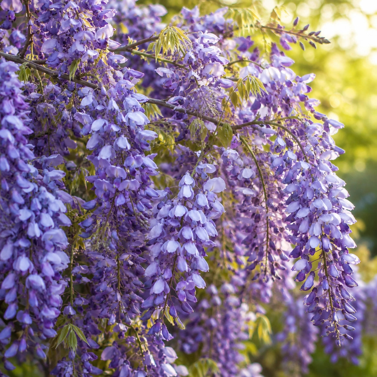 Sementes de Glicínia Wisteria — Rainha das Trepadeiras