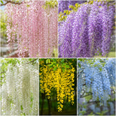 Sementes de Glicínia Wisteria — Rainha das Trepadeiras