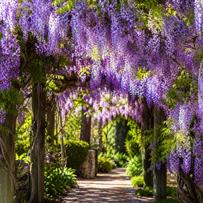 Sementes de Glicínia Wisteria — Rainha das Trepadeiras