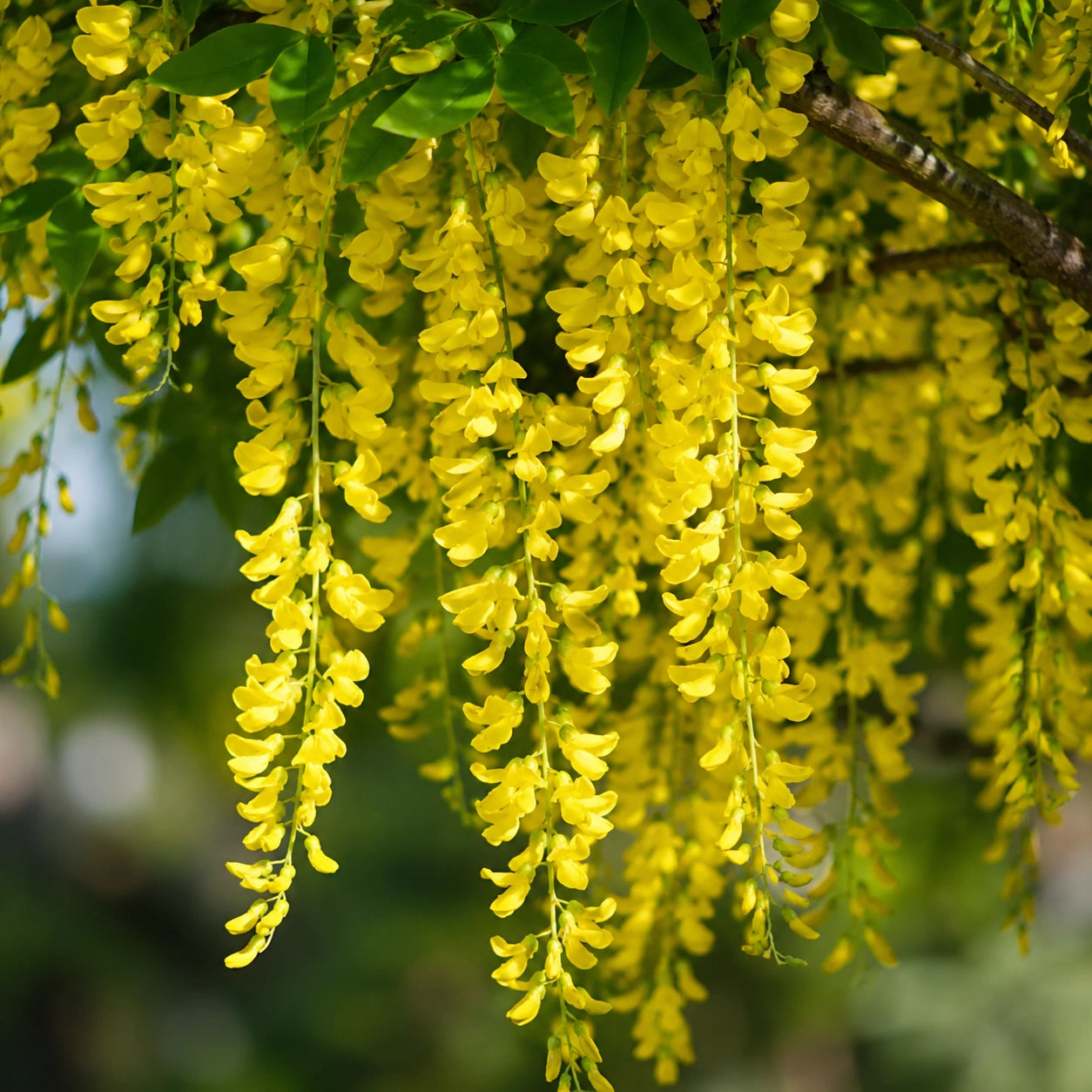 Sementes de Glicínia Wisteria — Rainha das Trepadeiras