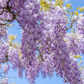 Sementes de Glicínia Wisteria — Rainha das Trepadeiras