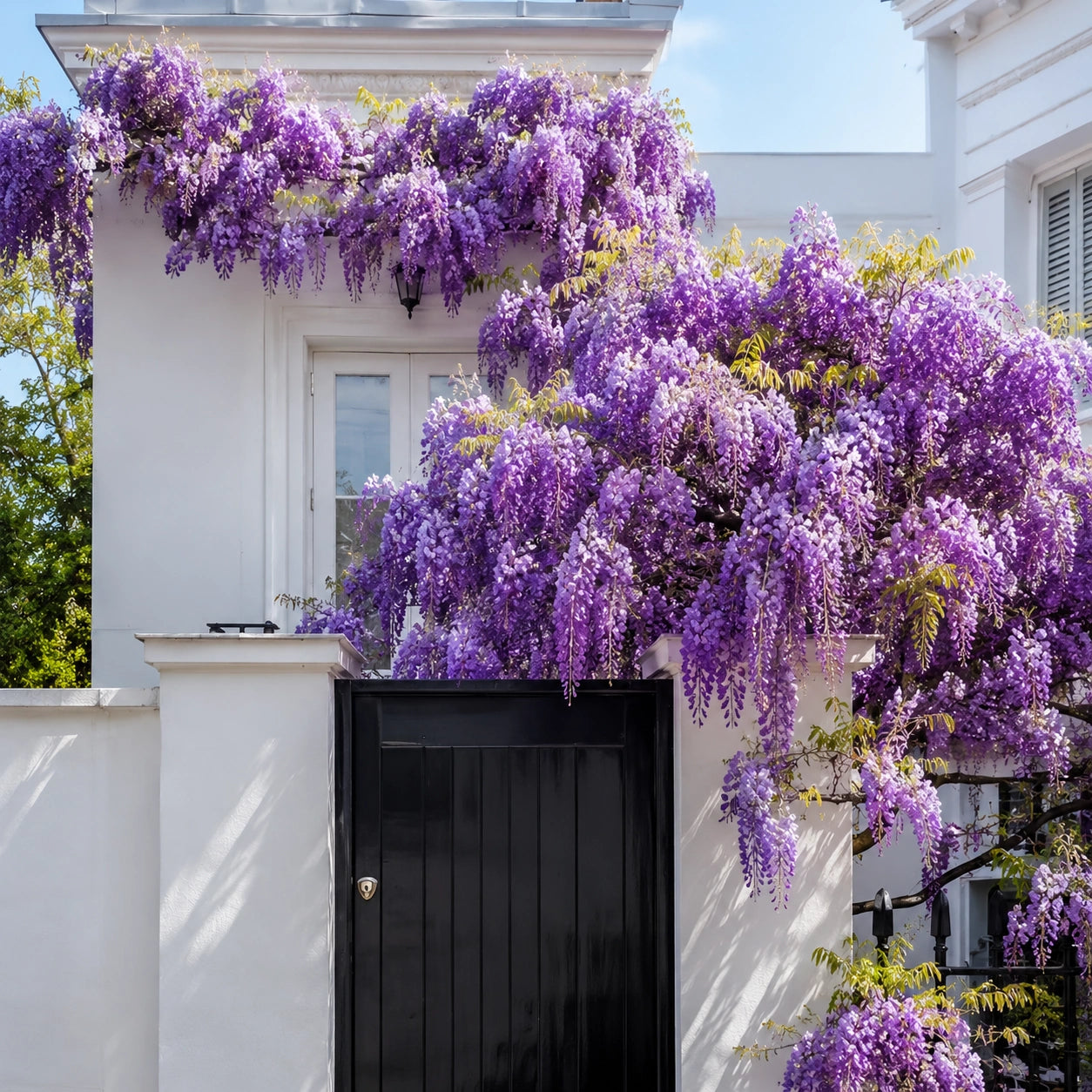 Sementes de Glicínia Wisteria — Rainha das Trepadeiras