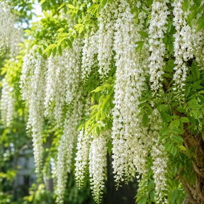 Sementes de Glicínia Wisteria — Rainha das Trepadeiras