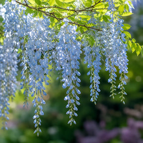 Sementes de Glicínia Wisteria — Rainha das Trepadeiras