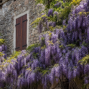 Sementes de Glicínia Wisteria — Rainha das Trepadeiras