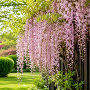 Sementes de Glicínia Wisteria — Rainha das Trepadeiras