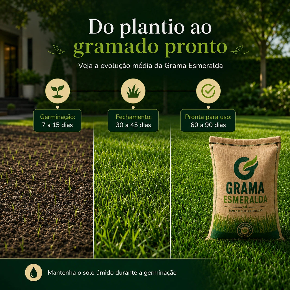 Sementes de Grama Esmeralda Premium – Gramado Denso e Macio