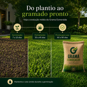 Sementes de Grama Esmeralda Premium – Gramado Denso e Macio