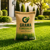 Sementes de Grama Esmeralda Premium – Gramado Denso e Macio