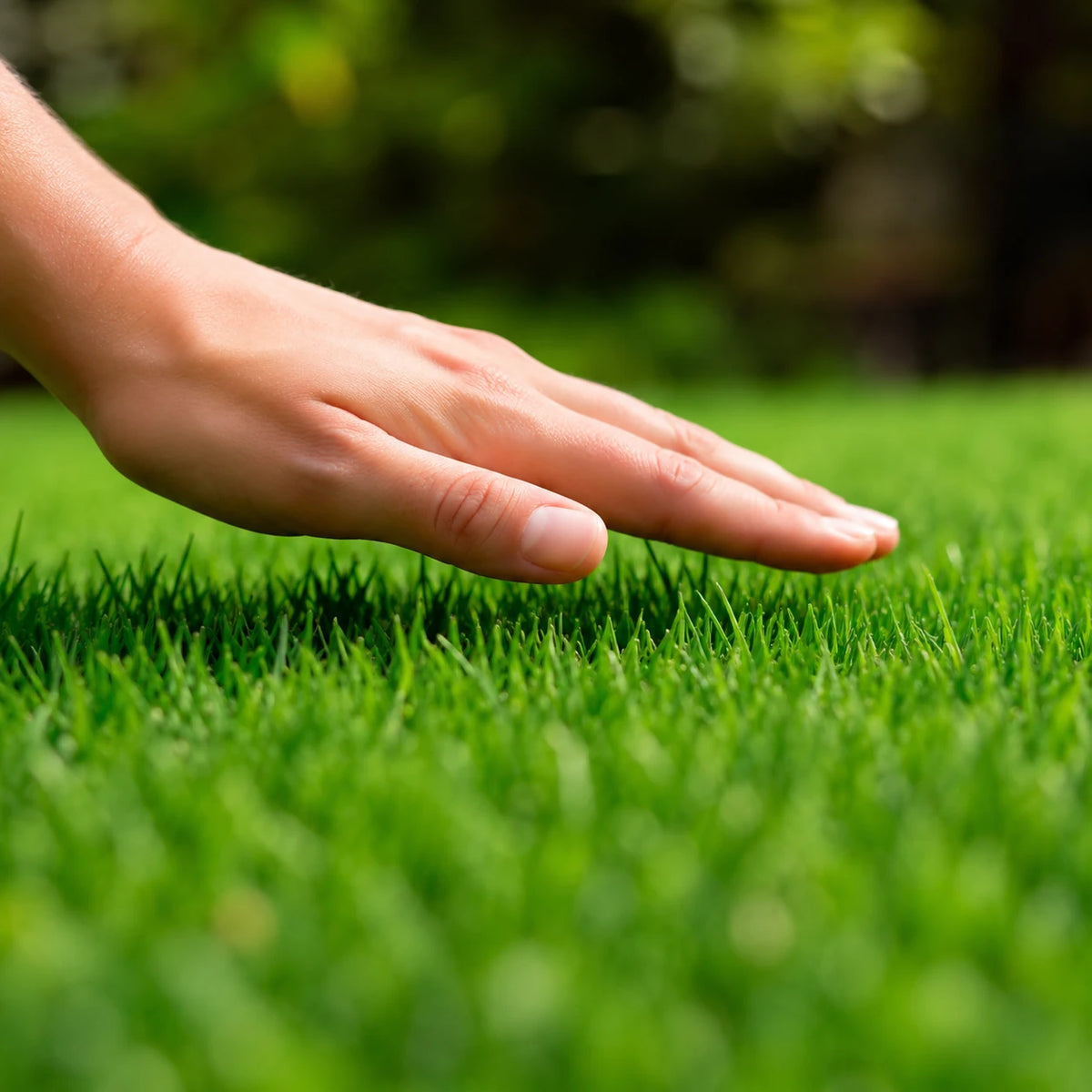Sementes de Grama Bermuda — Germinação em 5 a 7 Dias