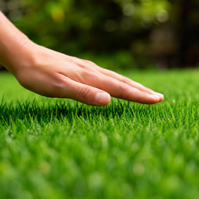 Sementes de Grama Bermuda — Germinação em 5 a 7 Dias