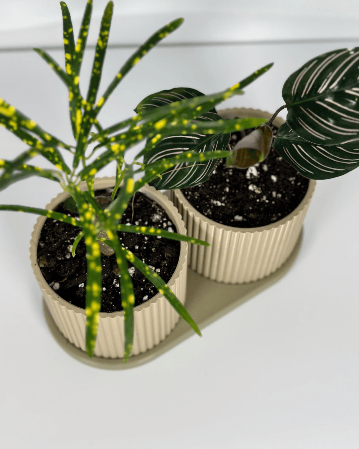 Vaso Duplo com Bandeja Coletora Integrada