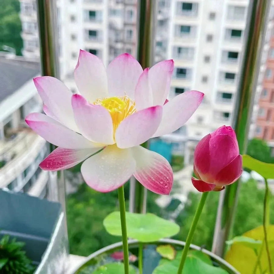 A Sagrada Flor de Lotus - Beleza e Serenidade para Vasos e Jardins Aquáticos