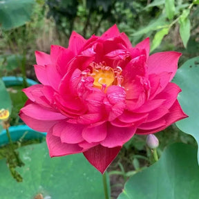A Sagrada Flor de Lotus - Beleza e Serenidade para Vasos e Jardins Aquáticos