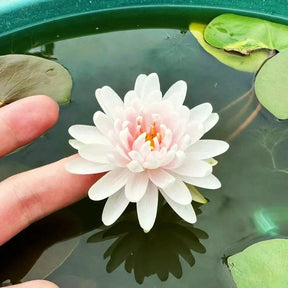 A Sagrada Flor de Lotus - Beleza e Serenidade para Vasos e Jardins Aquáticos