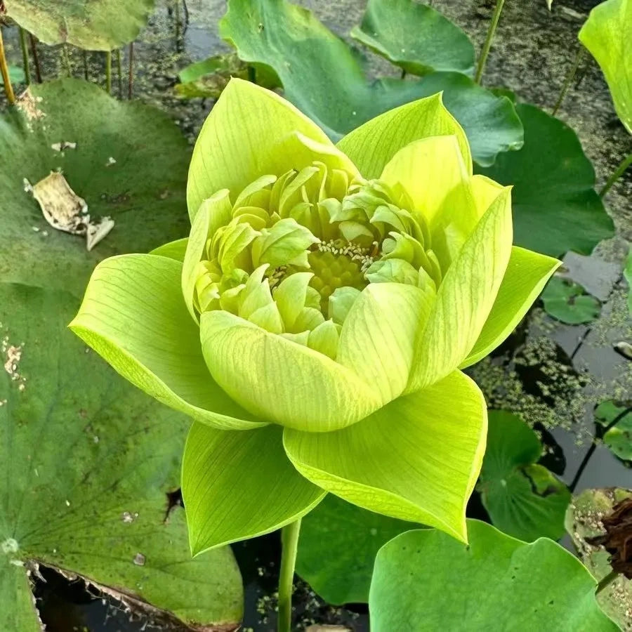 A Sagrada Flor de Lotus - Beleza e Serenidade para Vasos e Jardins Aquáticos