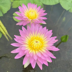 A Sagrada Flor de Lotus - Beleza e Serenidade para Vasos e Jardins Aquáticos