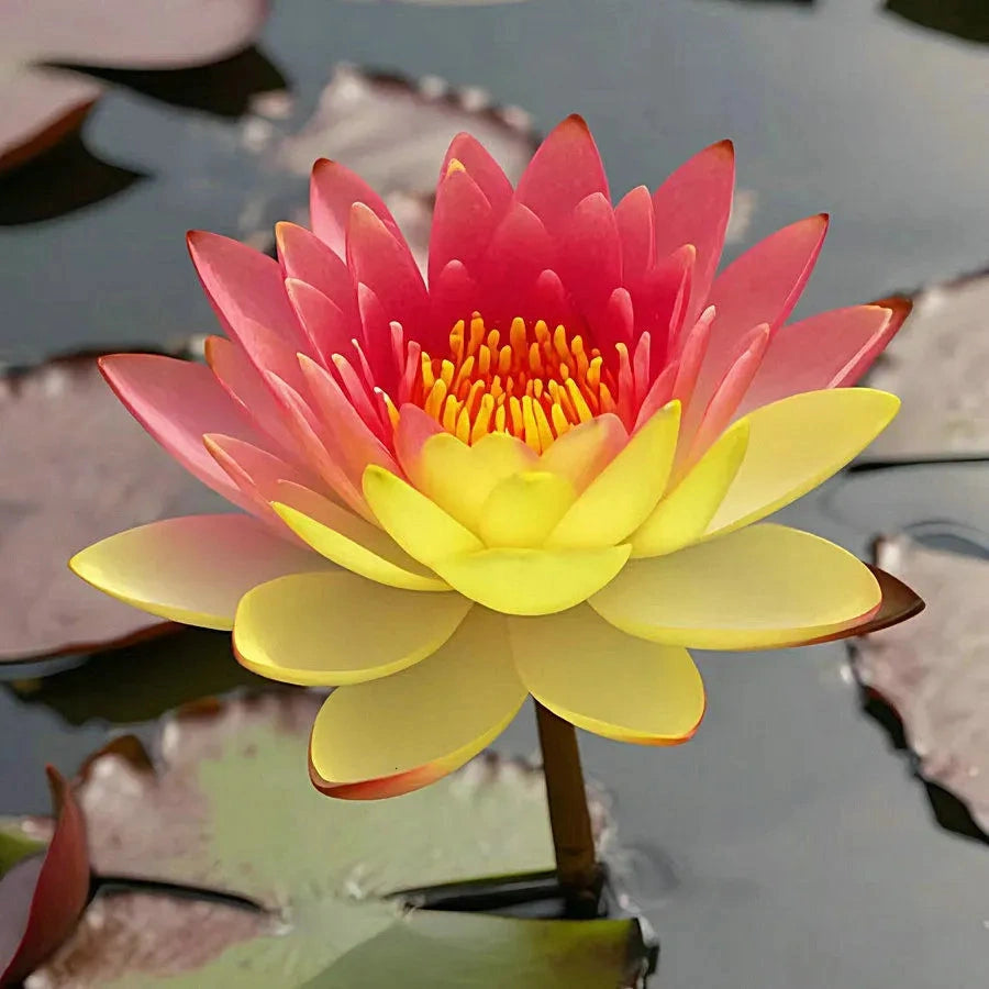 A Sagrada Flor de Lotus - Beleza e Serenidade para Vasos e Jardins Aquáticos