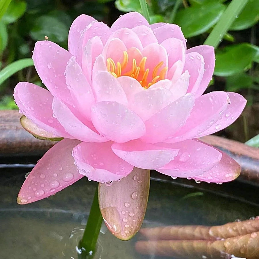 A Sagrada Flor de Lotus - Beleza e Serenidade para Vasos e Jardins Aquáticos