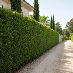Sementes de Podocarpo — Pinheiro de Buda para Cerca-Viva