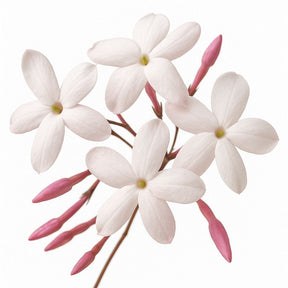 Muda de Jasmim dos Poetas – Flores Aromáticas Durante Todo o Ano